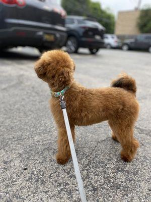 Toy poodle