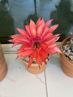 Echinopsis Windigo