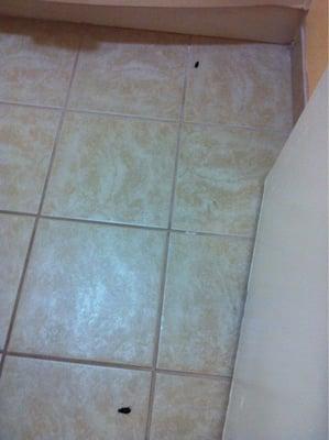 More dead roaches on bathroom floor