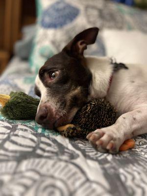 Levi with his favorite toy.