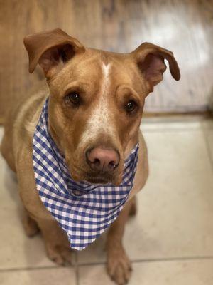 Cute bandanna scarf after his bath! Thank you