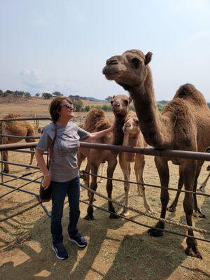 Oasis Camel Dairy