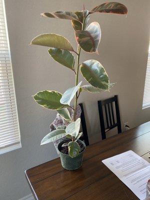 Variegated rubber plant