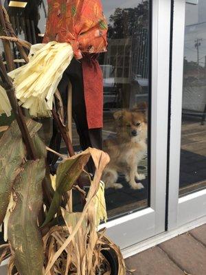 Store pup: Sadie