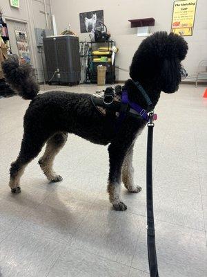 My standard poodle "teen" (almost 2 year old!) learning how to walk about without pulling!