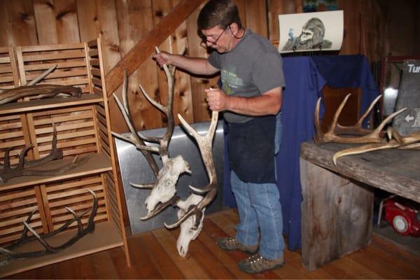 Mark will tell you about these elk bones