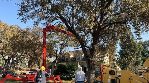 Norcal Arborists Lodi tree service