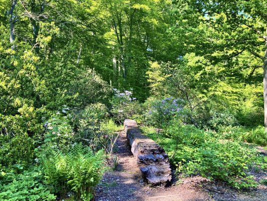 Tyler Arboretum -- early May