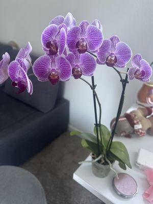 An orchid