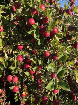 Pick Your Own Starts 8/24 - 10/31 Apples, Peaches, Pears, Plums