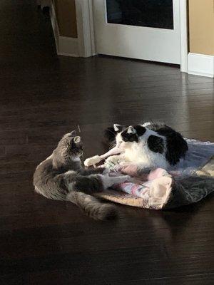 Mazikeen (black and white) with her little sister Cynder after surgery