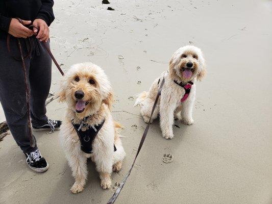 Happy dogs at the beach!