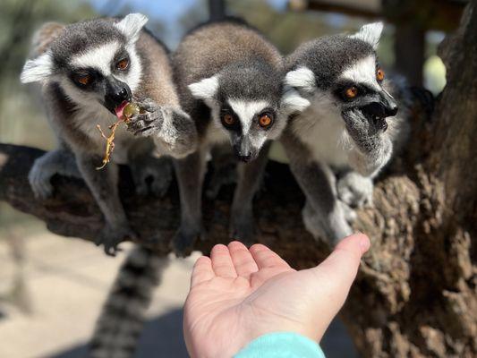 Lemurs