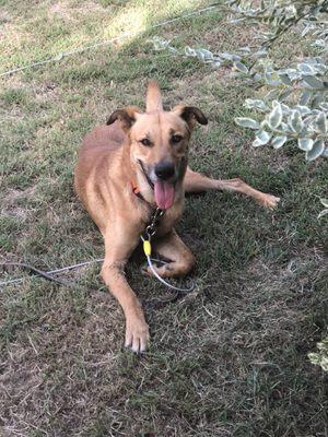 Bastrop County Animal Control