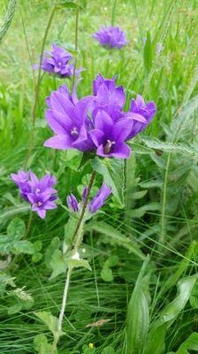 Wild flowers in bloom.