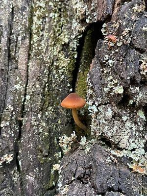 Fungus in situ