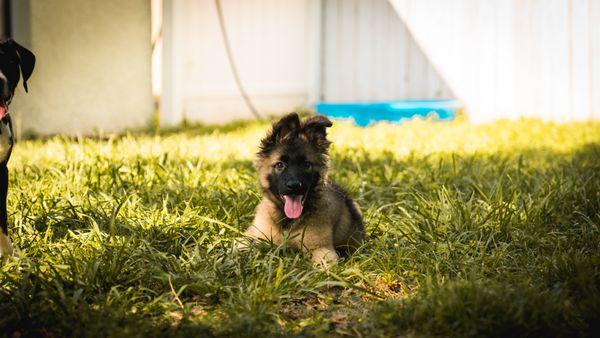 Ares enjoying his Puppy Board and train which consists of Socialization, potty training and FUN!