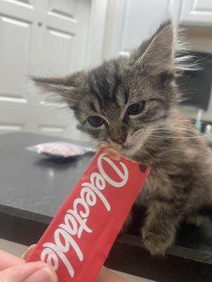 Winnie getting a treat for getting her shots