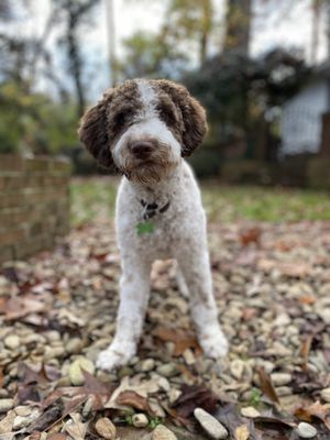 My puppy after grooming