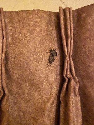 Stink bugs in curtains