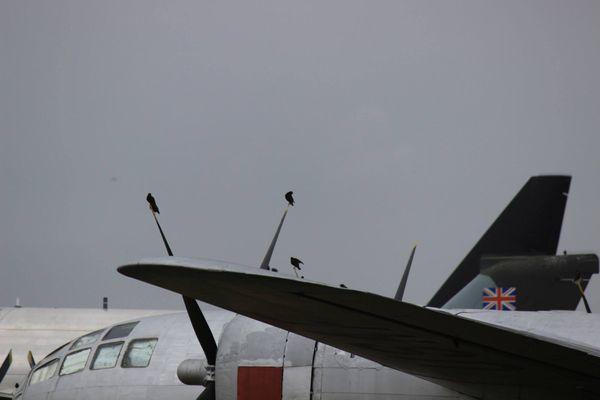 Birds on the planes. I admit I was more interested in them than the planes.