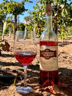 2021 primativo, in the vineyard. This rose is San Diego sunshine in a glass