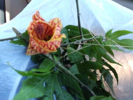 Staff let me take some cuttings of their lush flowering Shrubs. Dont walk by the planter boxes without having a look!