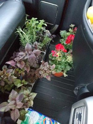 We can't leave without herbs and flowers!