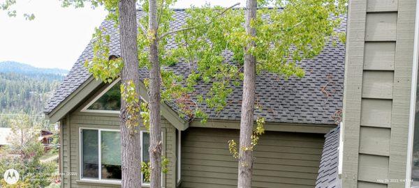 Branch removal / limbing (before)