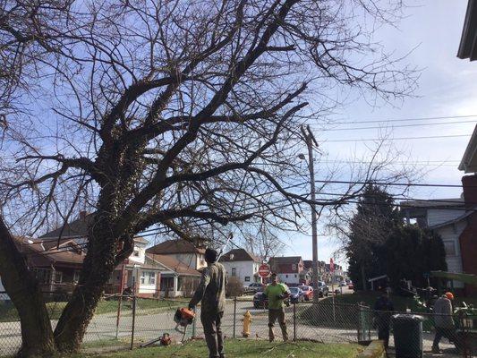 Tree Service before and after