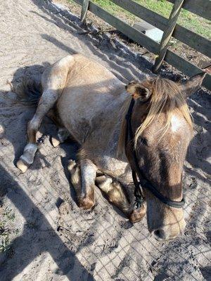 The Riding Stables