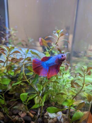 The betta I took home