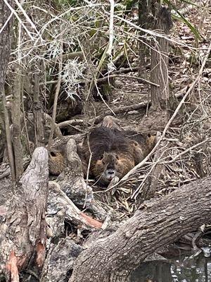 Beavers and babies. 3 adults and 2 babies.