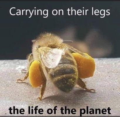 Bees carry pollen on their legs and help pollenate 2/3 of the food we eat! www.BeeResQ.com