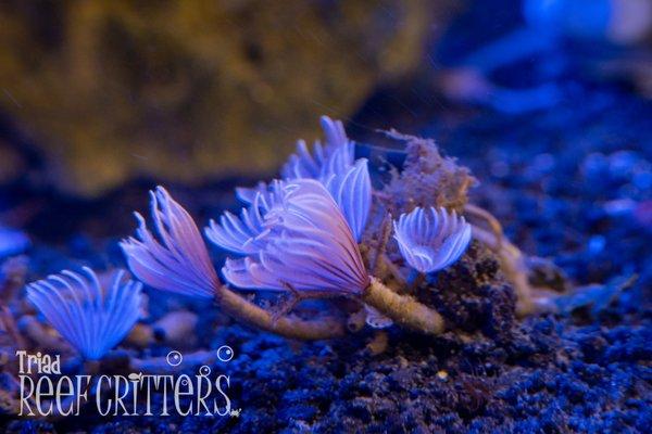 Perfectly petite father duster worms for your nano aquarium!