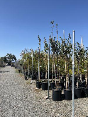 Rows and rows of trees