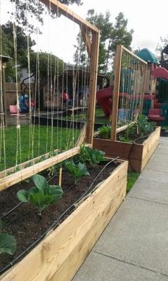 Bartell kids enjoy eating fresh veggies that they pick from the garden.