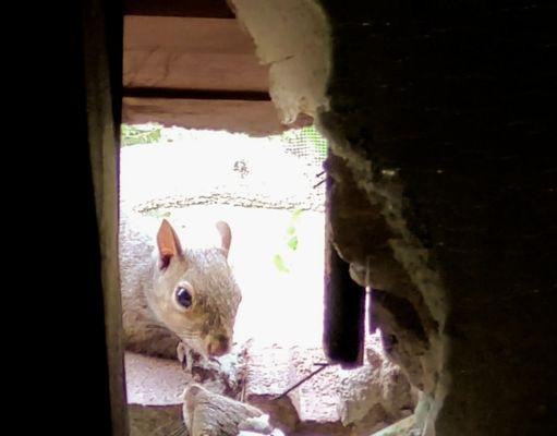 Squirrel entering attic