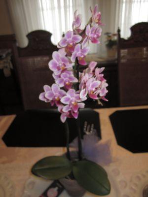 Lovely orchid from McCormick's brightening up dark rainy days! Oct. 2022