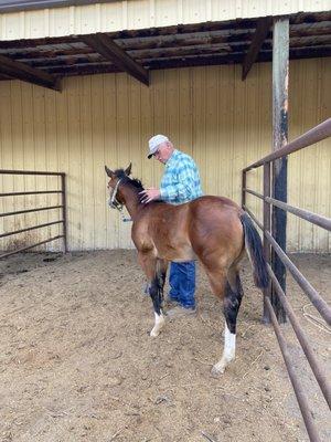 Jeff Avaritte starting a Colt in halter