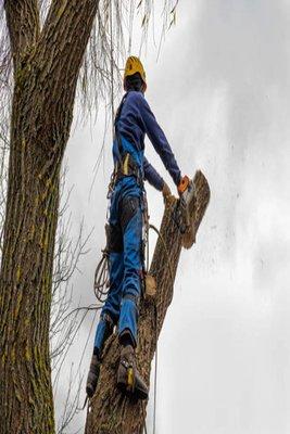 Blue Sky Tree