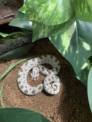 Western Hognose (Arctic Superconda 100% Het Toffeebelly)