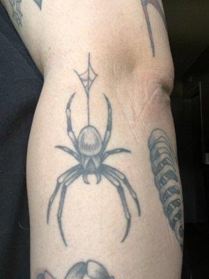 Spider By Lex