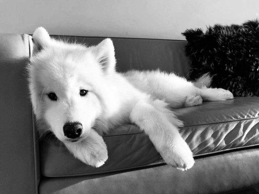 RIP Beautiful Belle. The sweetest little girl in the world who is now my angel, taken too soon from this world because of Kabeara Samoyeds.