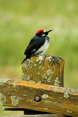 Acorn Woodpecker