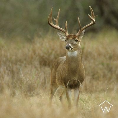 Deer season is here in Texas! Where
are you hunting this opening weekend?