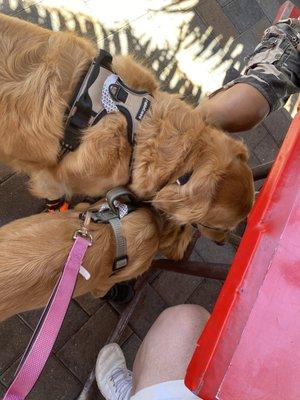 Our 2 dogs enjoying a nice bowl of ice water provided by the friendly staff.