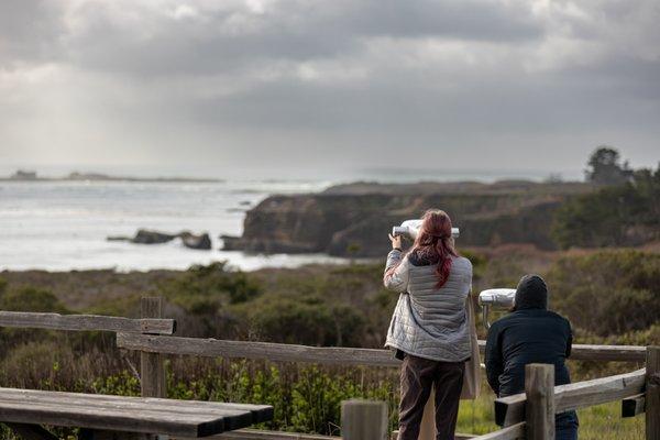 Año Nuevo State Park