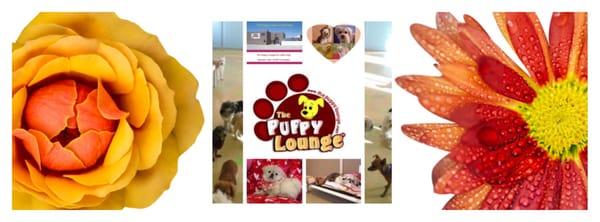 The Puppy Lounge for Little Dogs