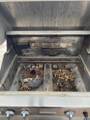 Rodents had set up home in our grill. They had an abundance of food supply and even used the steel wool I'd set out as a deterrent for beds.